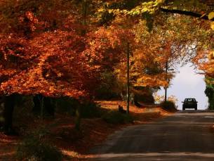 Ontspannen in New Forest