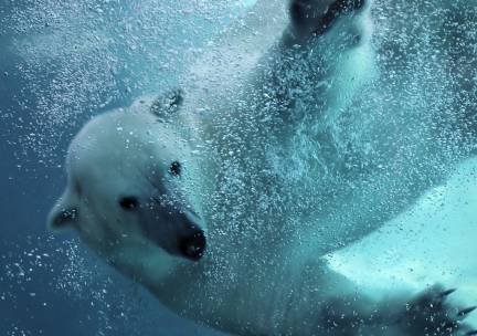 MEGA WILDLANDS SPECIAL! Verblijf in een 4*-hotel in Emmen incl. ontbijt en entree  voor WILDLANDS!