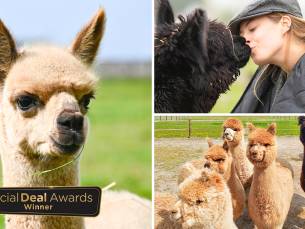 Complete alpaca experience (2 tot 2,5 uur)