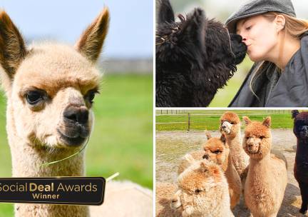 Complete alpaca experience (2 tot 2,5 uur)