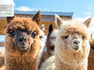 Meet & greet met alpaca's (90 min) + taart + koffie of thee