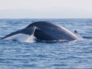 Walvis en Dolfijnen Cruise