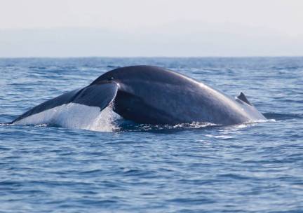 Walvis en Dolfijnen Cruise