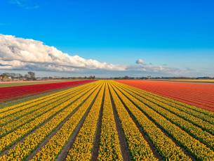Fietscruise voorjaarstour tulpen en Nederlands erfgoed met De Holland
