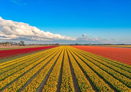 Fietscruise voorjaarstour tulpen en Nederlands erfgoed met De Holland