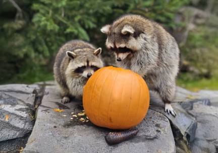 Wildlands Adventure Zoo Emmen