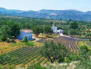 Quinta das Lavandas