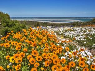 Onontdekte Westkust, Cederbergen en Rooibos