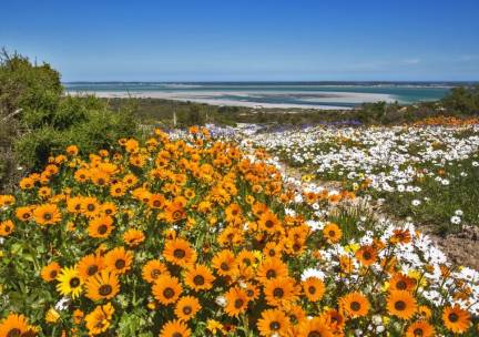 Onontdekte Westkust, Cederbergen en Rooibos