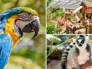 Dagentree Papegaaienpark Zoo Veldhoven