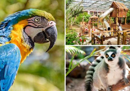 Dagentree Papegaaienpark Zoo Veldhoven