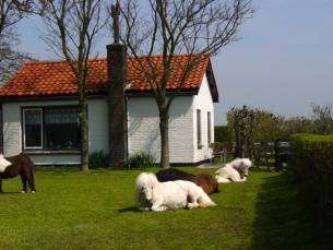 Langsteert