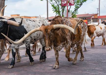 Texas op het gemak