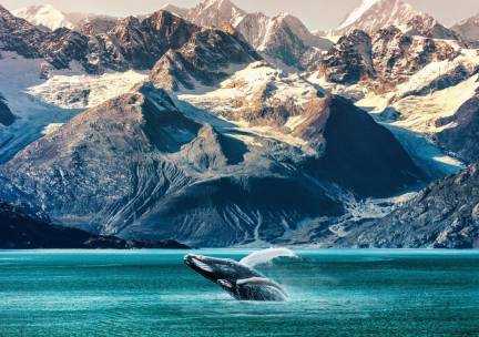 Bucketlist-alert! ⚡ De ultieme Alaska Cruise! ????️ NIEUWE 12-daagse reis incl. 8-daagse cruise van Seattle via Alaska naar Canada met de MSC Poesia incl. vlucht en 3 voorovernachtingen o.b.v. volpension of all-inclusive