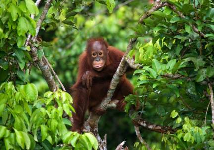 Javaans verleden, orang-oetans en Bali