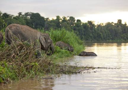 Jungle avontuur in Tabin & Kinabatangan