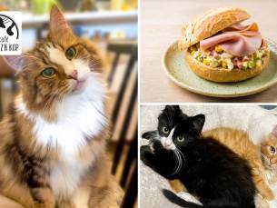 Lunchgerecht naar keuze + entree kattencafÃ©