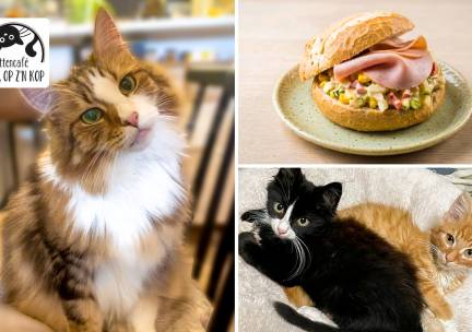 Lunchgerecht naar keuze + entree kattencafÃ©