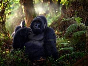Gorilla tracking Bwindi Impenetrable National Park