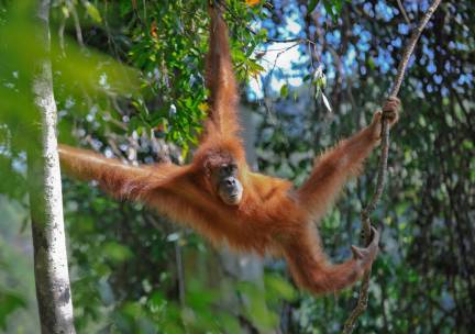 Jungle en orang-oetans van Sumatra