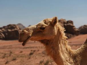 Privérondreis Het beste van Jordanië