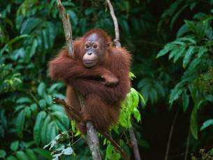 Fascinerend Indonesië