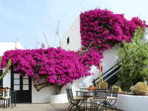 Hotel Bodega el Grifo