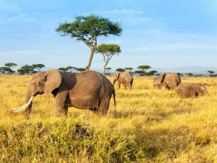 Safari Kenia Highlights