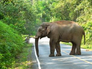 Best Deal Jungle en Historie