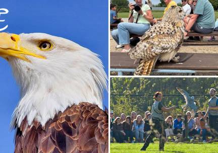 Dagentree voor Falconcrest