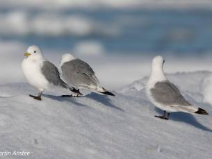 Nordwest Island Explorer - Ins Packeis