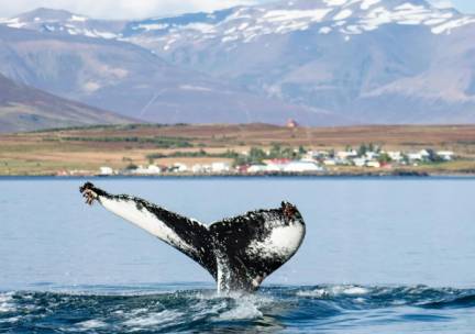Cruise vanaf Rotterdam naar de Schotse Hooglanden en de fjorden van IJsland