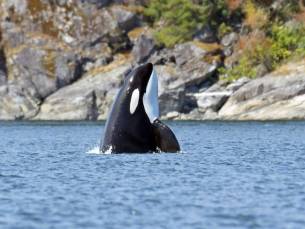 Rondreis Vancouver Island