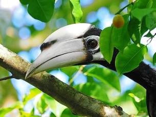 Magnifieke Wildernis van Taman Negara