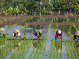 Best Deal Java en Bali