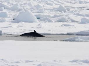Nord Spitzbergen, Arktische Sommer