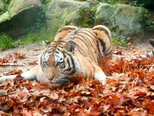 DierenPark Amersfoort