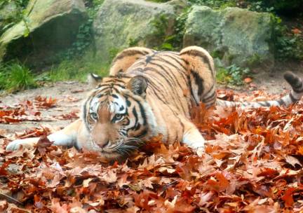 DierenPark Amersfoort
