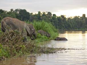 Jungle avontuur in Tabin & Kinabatangan