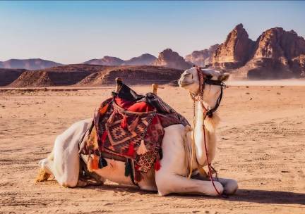 Priv&eacute;rondreis Ontdek Jordani&euml; incl. Wadi Rum