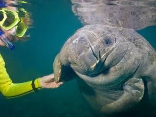 Snorkelen met zeekoeien