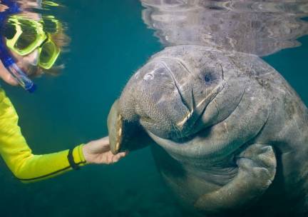 Snorkelen met zeekoeien