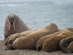 Ost-Spitzbergen, Heimat des Eisbären, Inklusive lange Wanderungen und Reinigung der Küsten