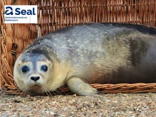 Entree A Seal Stellendam