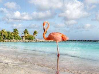 Luxe cruise langs de Nederlandse Antillen o.b.v. volpension of all-inclusive en incl. voorovernachting in Miami of Fort Lauderdale en retourvlucht