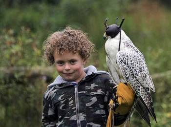 Entreeticket Falcon Crest Eindhoven
