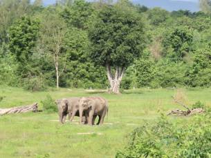 I Love Phants Experience