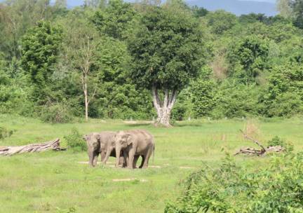 I Love Phants Experience
