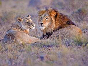 Best Deal Zuid-Afrikaanse Pracht