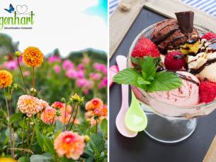 Bloemen plukken + luxe ijscoupe of 12-uurtje bij Wilgenhart